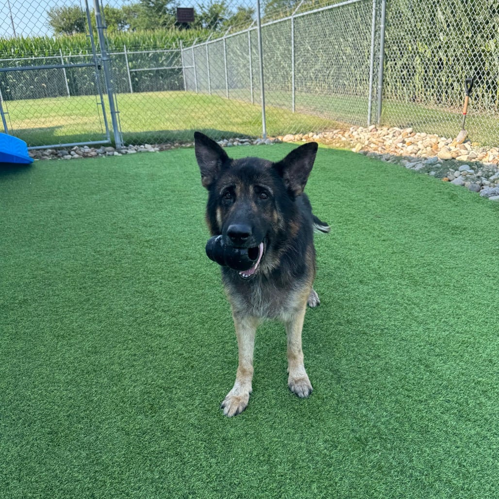 Photo of Fury, adoptable Shepherd in Sullivan, Illinois