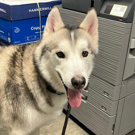 Photo of Nico Balik, adoptable Husky, Siberian / Mix in DeKalb, Illinois