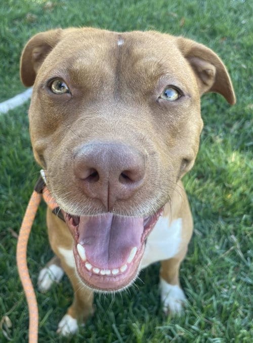 Photo of Caramel, adoptable Pit Bull Terrier in Woodland, California