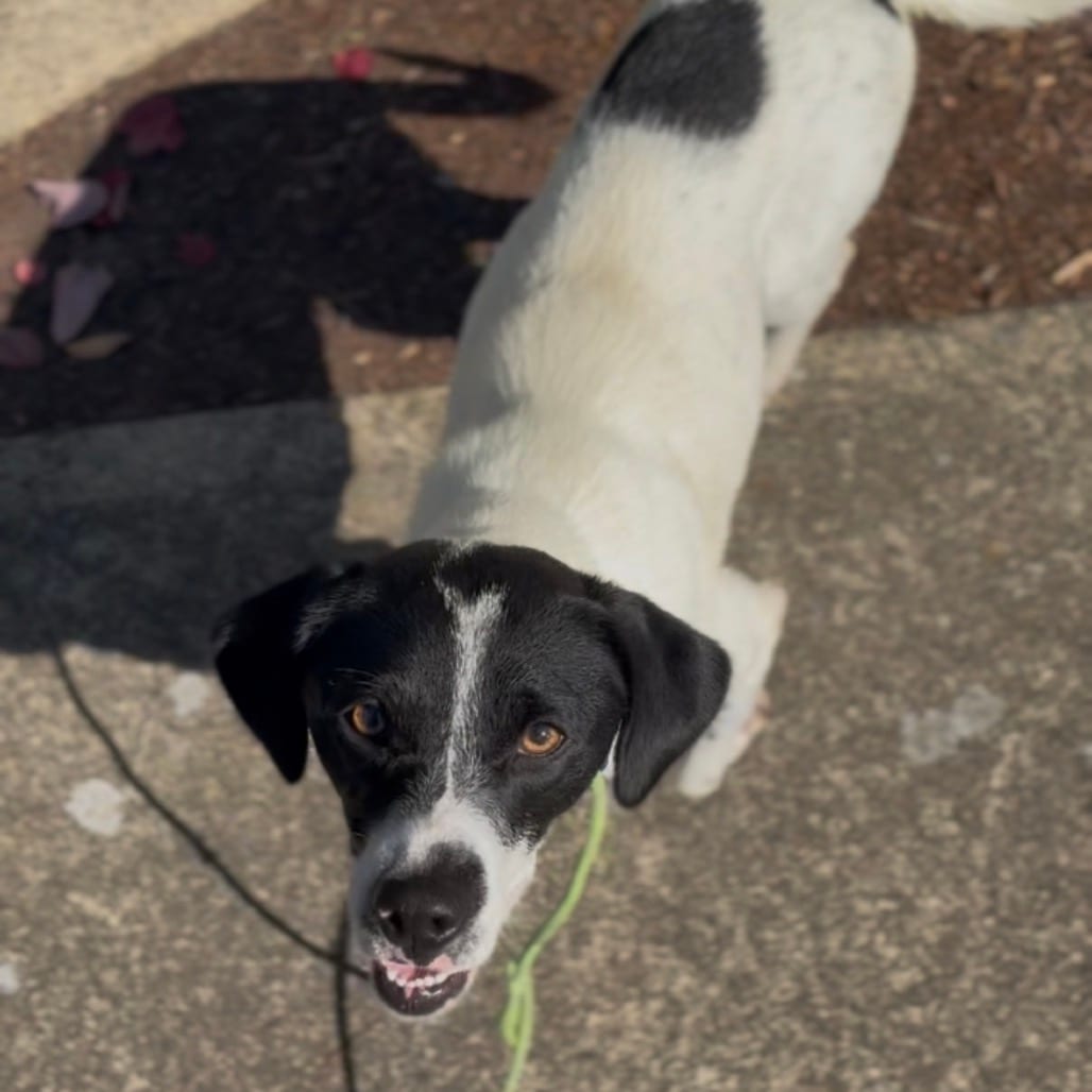 Photo of Hattie, adoptable Chihuahua / Hound in Newberg, Oregon