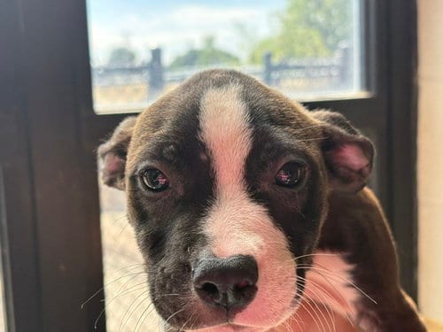 Photo of Kevin, adoptable Pit Bull Terrier in Tulsa, Oklahoma