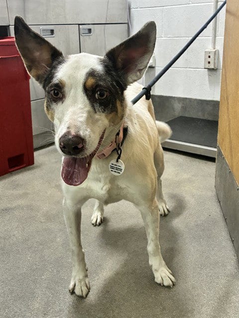 Photo of Aqua, adoptable Australian Cattle Dog/Blue Heeler in Forestville, Maryland