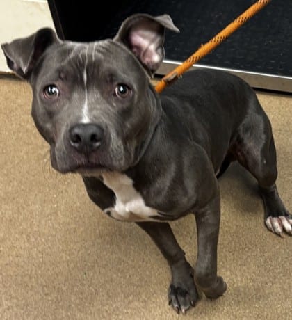 Photo of Nalan, adoptable dog in Chamblee, Georgia