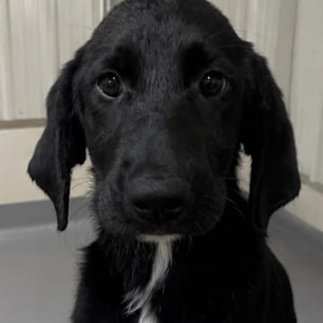 Photo of Virginia, adoptable Mixed Breed (Large) in Skokie, Illinois