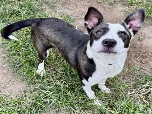 Photo of Ximena, adoptable Staffordshire Bull Terrier in Houston, Texas