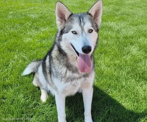 Photo of Louie Lobo, adoptable Siberian Husky in Albuquerque, New Mexico