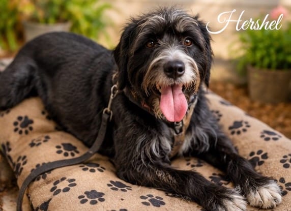 Photo of Hershel, adoptable Terrier in West Bloomfield, Michigan