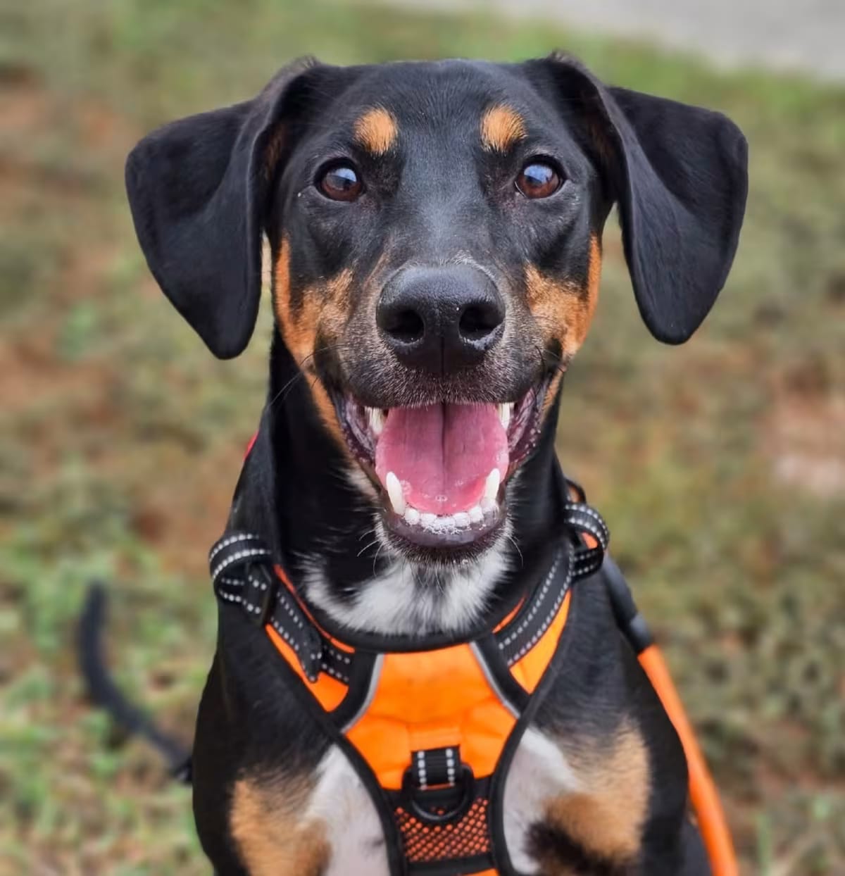 Photo of Cody LB, adoptable Australian Cattle Dog/Doberman Pinscher in Baltimore, Maryland