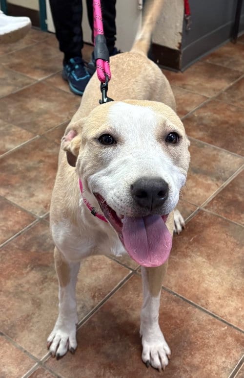 Photo of Paloma, adoptable Boxer in Amarillo, Texas