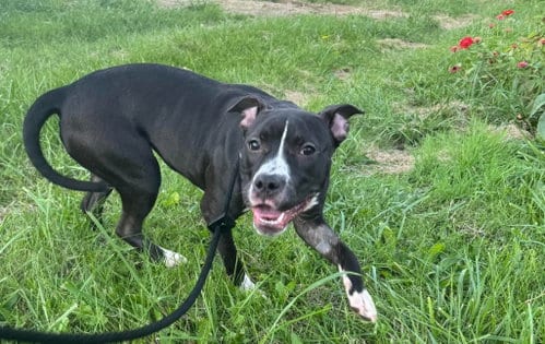 Photo of Delilah Sue, adoptable American Pit Bull Terrier in Germantown, Ohio