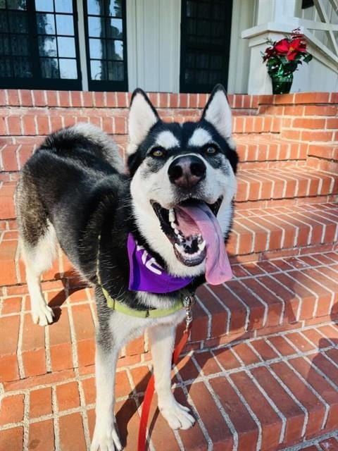 Photo of Mia, adoptable Siberian Husky in Santa Barbara, California