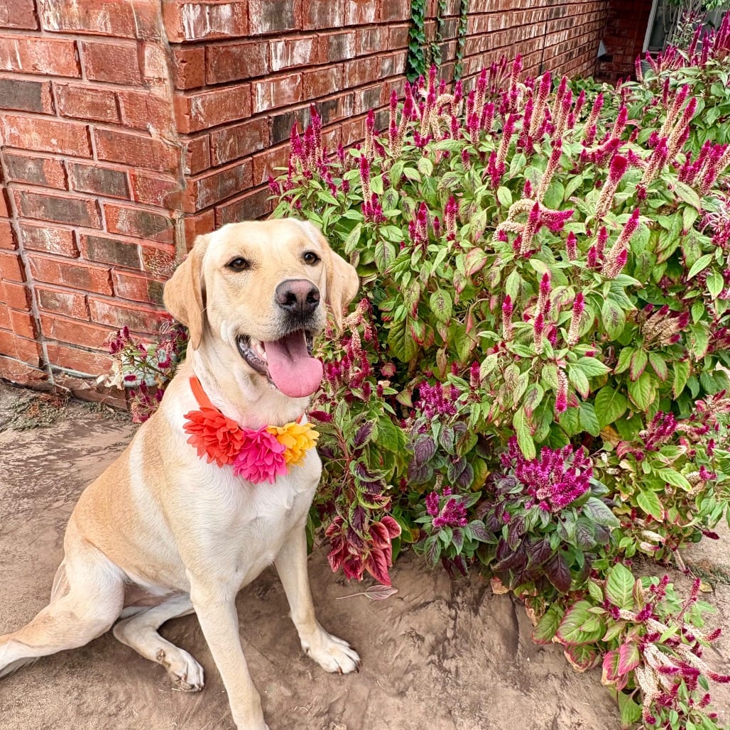 Photo of Fallon, adoptable Retriever, Yellow Labrador / Mixed Breed (Medium) in Oklahoma-based; Northeast placements, Oklahoma