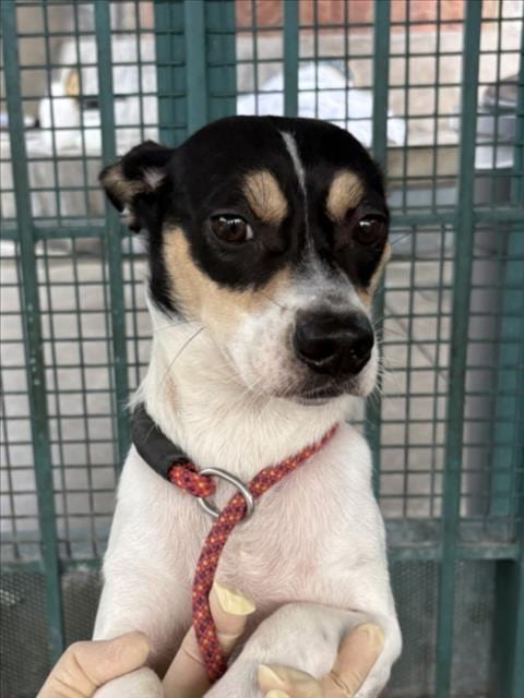 Photo of Guapo, adoptable Chihuahua in Los Angeles, California