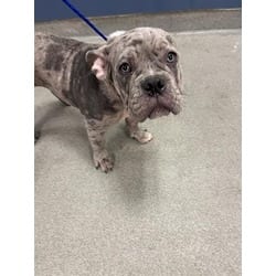 Photo of Tank, adoptable French Bulldog in Doral, Florida