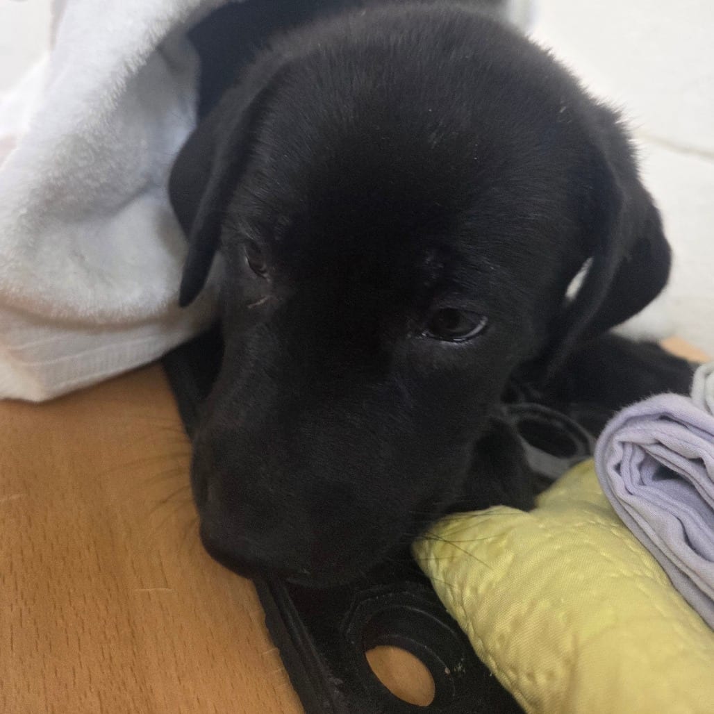 Photo of Octavia, adoptable Mixed Breed (Medium) in Houston, Texas