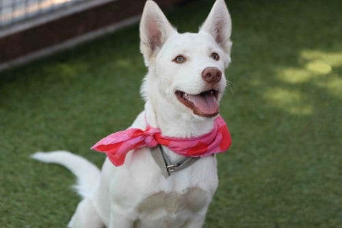 Photo of Blanca, adoptable Siberian Husky in Walnut Creek, California