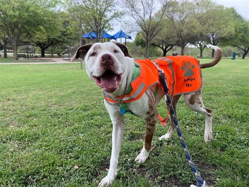 Photo of Whiskey, adoptable Pit Bull Terrier in Plano, Texas