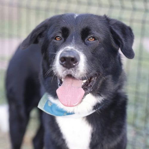 Photo of Yuri, adoptable Akita in San Antonio, Texas