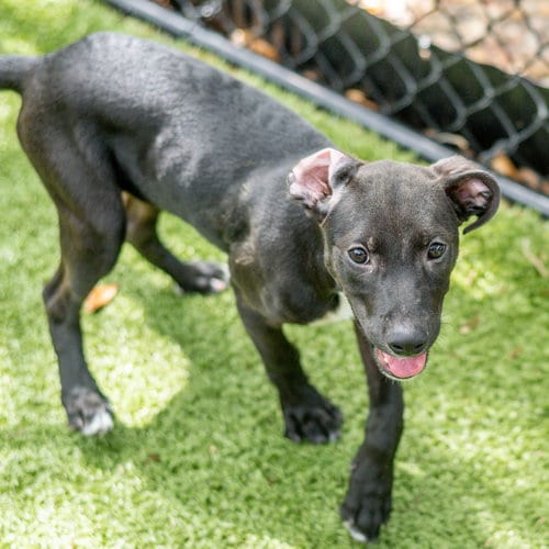 Photo of Garrett, adoptable Labrador Retriever in Hilton Head, South Carolina