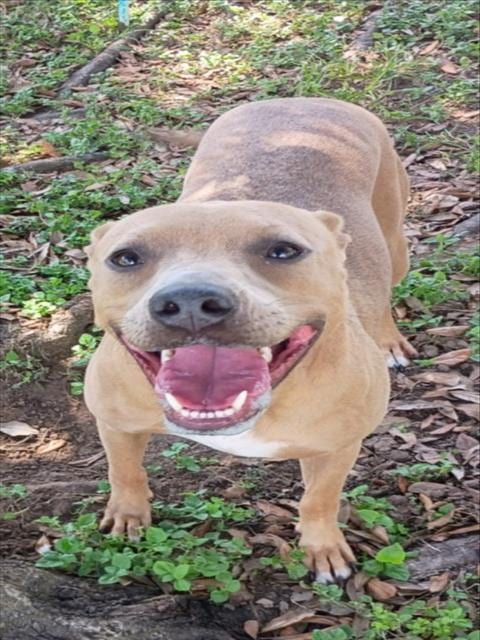 Photo of Nala, adoptable Pit Bull Terrier in Texas City, Texas