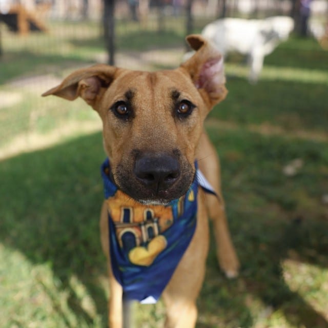 Photo of Nala, adoptable dog in San Antonio, Texas