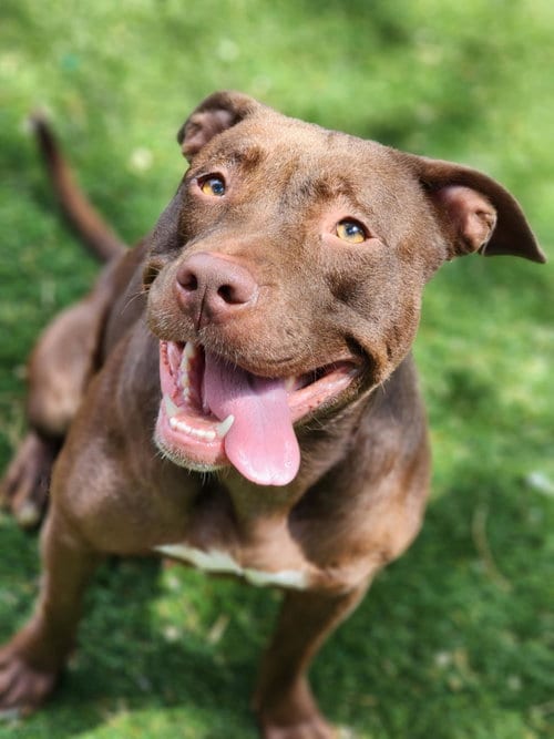 Photo of Acappela, adoptable Pit Bull Terrier in Antioch, California