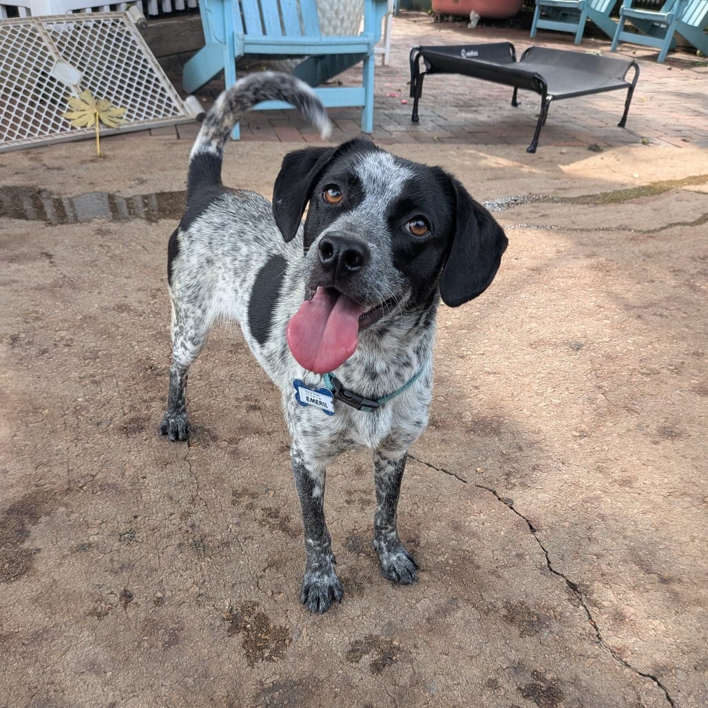 Photo of Emeril, adoptable Cattle Dog in Wake Forest, North Carolina