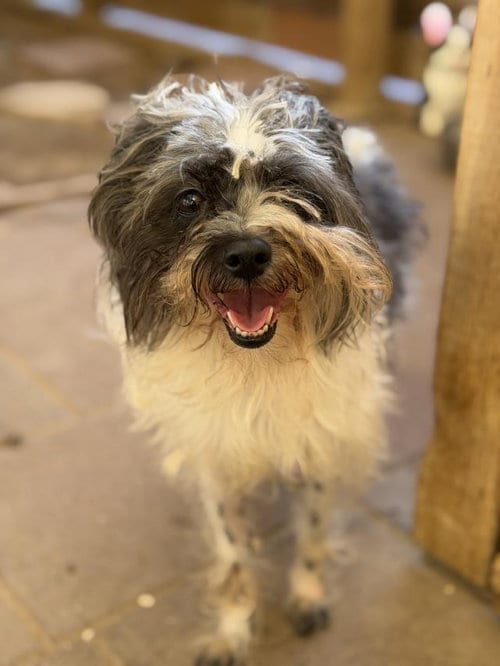 Photo of Dora, adoptable Shih Tzu in Santa Maria, California