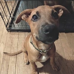 Photo of Rocco, adoptable Mixed Breed (Medium) in Overland Park, Kansas