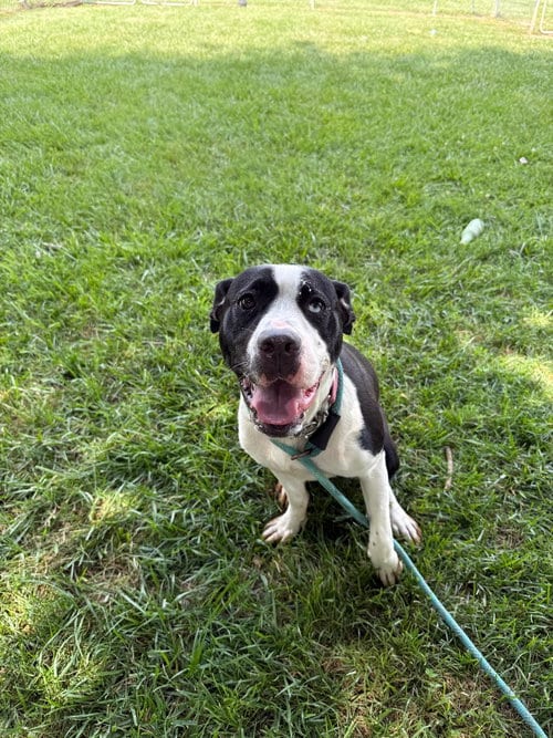 Photo of Moana, adoptable Pit Bull Terrier in Richmond, Indiana