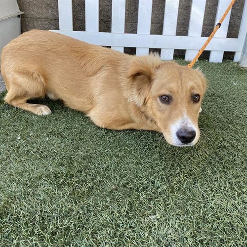 Photo of A614905, adoptable Nova Scotia Duck-Tolling Retriever in Modesto, California