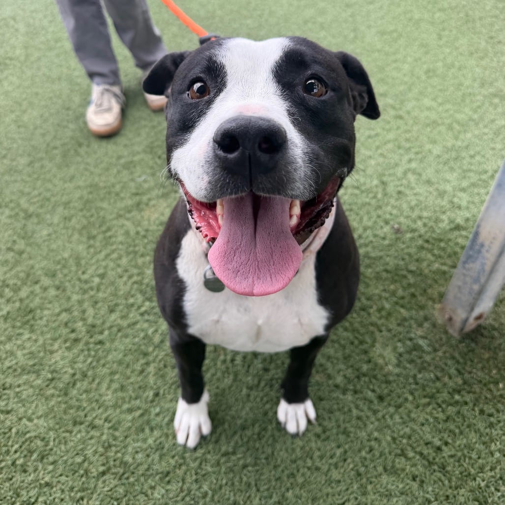 Photo of Summer, adoptable Terrier, Pit Bull in Buellton, California