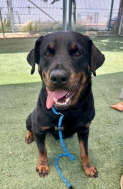 Photo of Lola, adoptable Rottweiler in Chatsworth, California