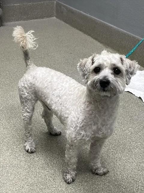 Photo of Grimley, adoptable Poodle (Miniature) in Las Vegas, Nevada