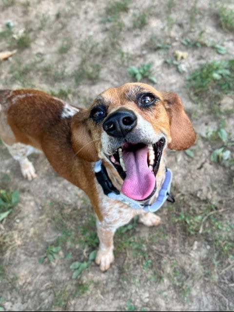 Photo of Amber, adoptable Beagle in St Peters, Missouri