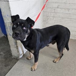Photo of Emmet, adoptable Rottweiler in San Bernardino, California