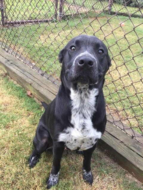 Photo of Roman, adoptable Pit Bull Terrier in Grovetown, Georgia
