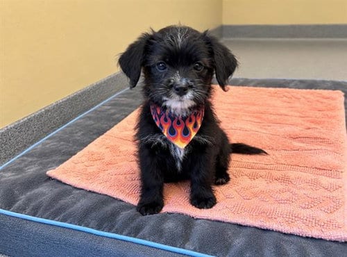 Photo of Candice, adoptable Chihuahua in Orange, California