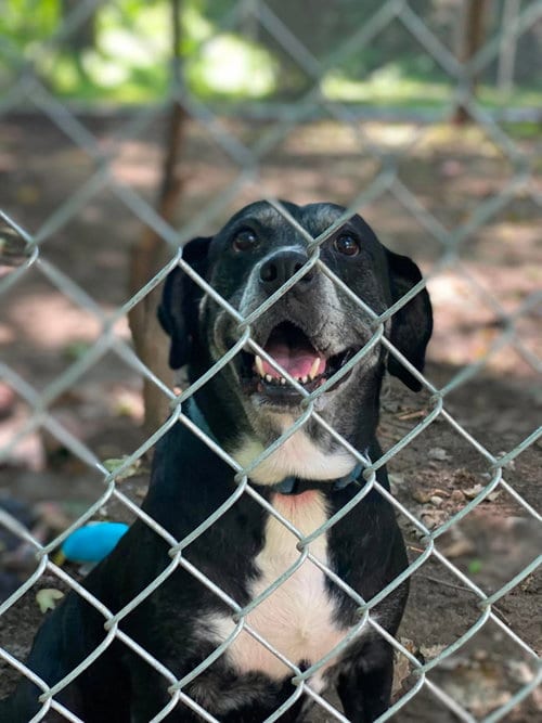 Photo of Zoey, adoptable Labrador Retriever in Lewistown, Pennsylvania