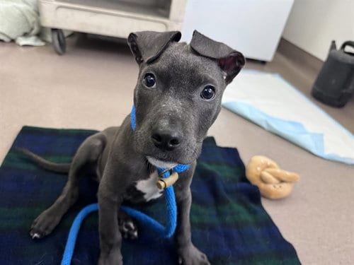Photo of Coal, adoptable Pit Bull Terrier in San Jose, California