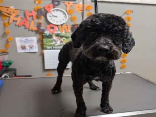 Photo of Rain Man, adoptable Poodle (Miniature) in Las Vegas, Nevada