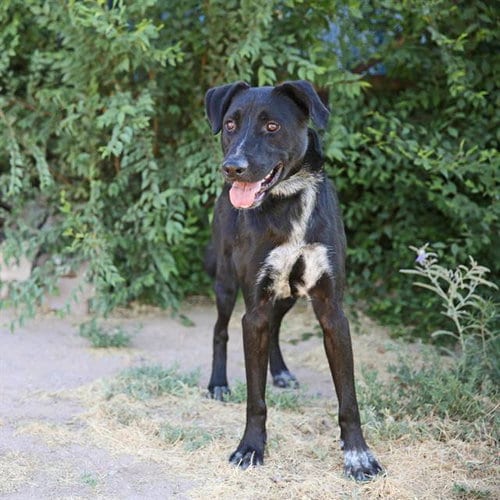 Photo of Oreo, adoptable Labrador Retriever in Albuquerque, New Mexico