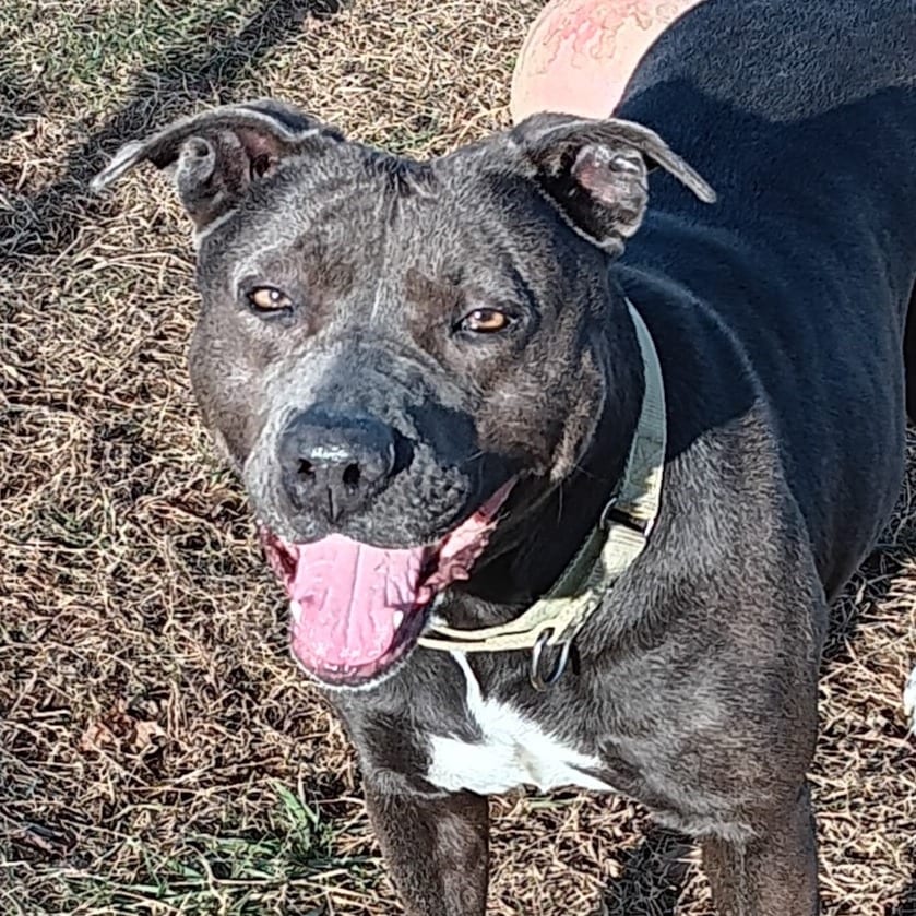 Photo of Joli, adoptable Mixed Breed (Large)