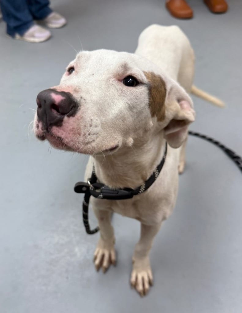 Photo of Domino, adoptable Pit Bull Terrier in Hartsville, South Carolina