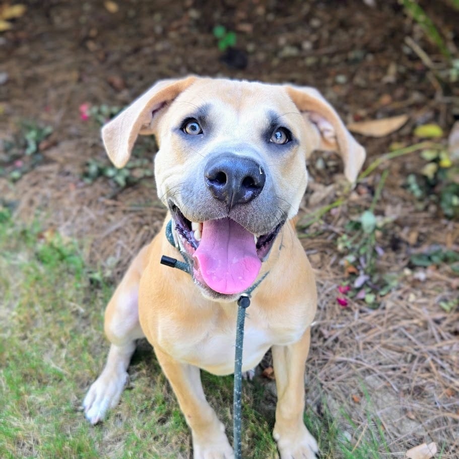 Photo of Derek, adoptable Mixed Breed in Douglasville, Georgia