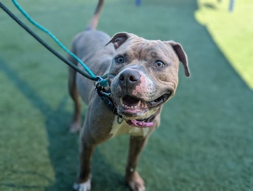 Photo of Babygirl, adoptable Pit Bull Terrier in Dallas, Texas