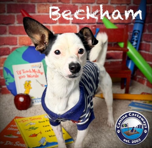 Photo of Beckham, adoptable Jack Russell Terrier in Arcadia, Florida