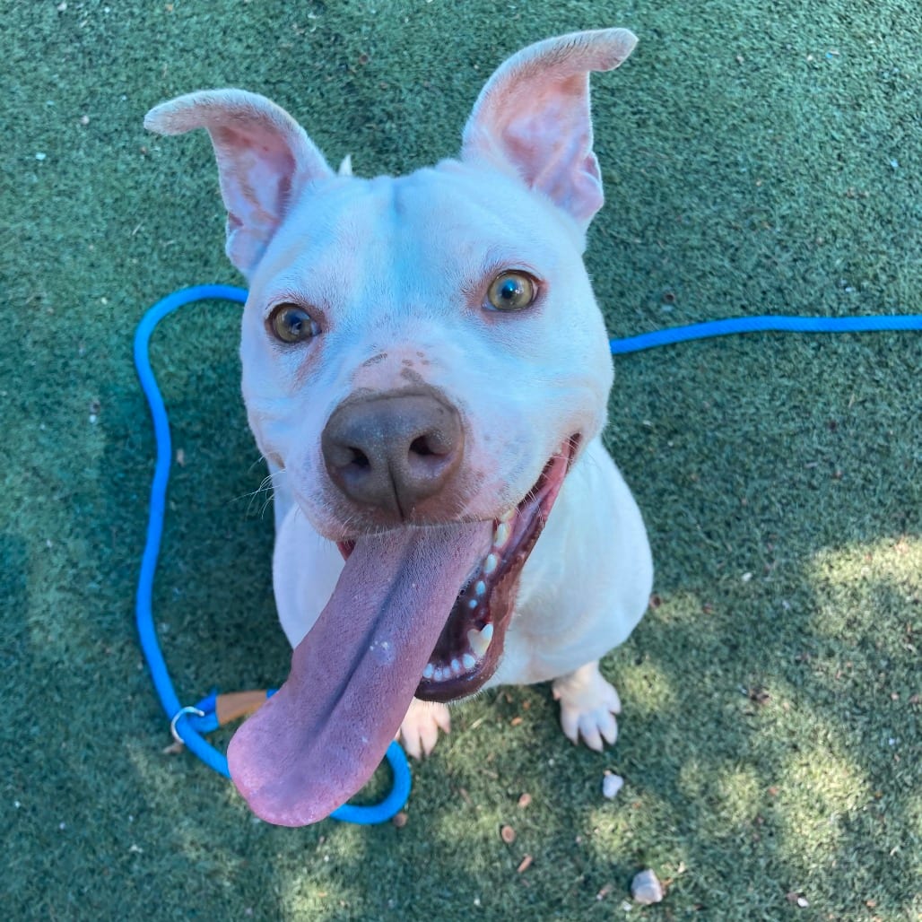 Photo of Coco (Windy), adoptable Mixed Breed (Medium)