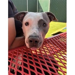 Photo of Henry, adoptable American Pit Bull Terrier in San Bernardino, California