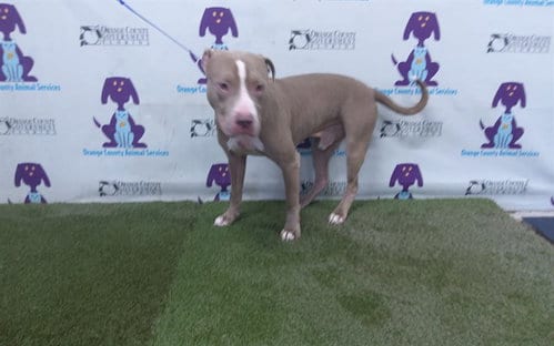 Photo of Lennox, adoptable Pit Bull Terrier in Orlando, Florida